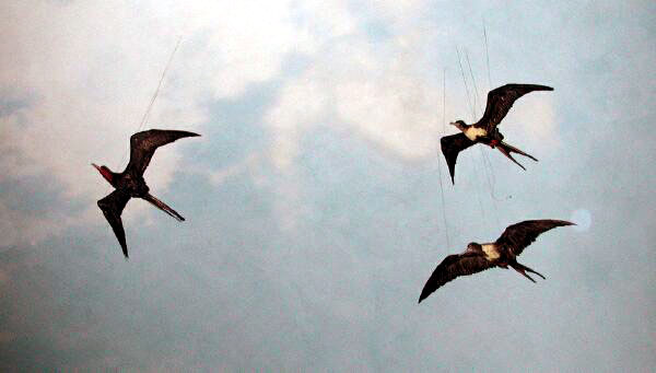 I found THIS image, which shows three birds flying. I cut the birds out, 