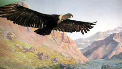 South American Condor