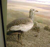 Female Great Bustard