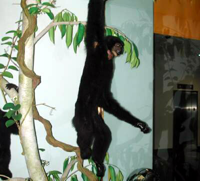 Siamang