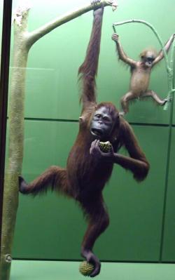 Female Orangutan with Durian