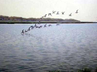 Flock of skimmers