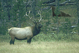 hunter1thumb.gif