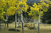 meadowthumb.gif
