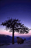 treethumb.gif (12686 bytes)