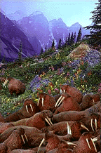 valleythumb.gif