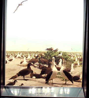 Albatrosses