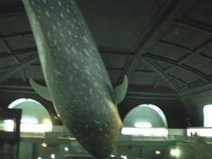 Blue whale
