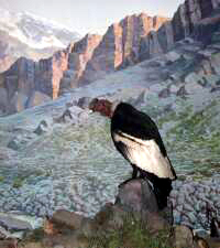 Condor resting