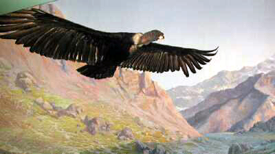 Condor soaring
