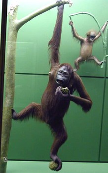 Female orangutan