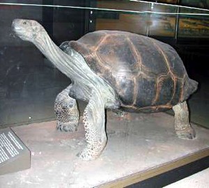Galapos tortoise