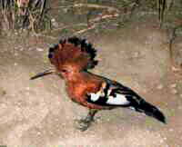 Hoopoe