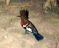 Hoopoe