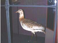 Male bustard