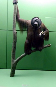Male orangutan