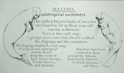 Manatee and dugong