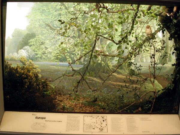 The New Forest diorama