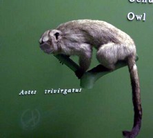 Owl monkey