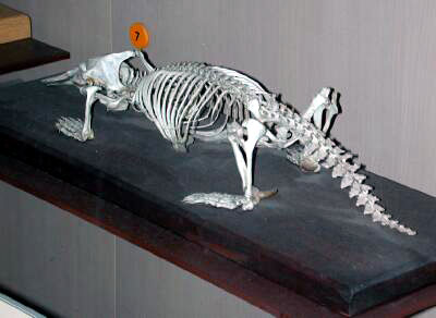 Platypus