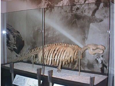 Skeleton of a sirenian