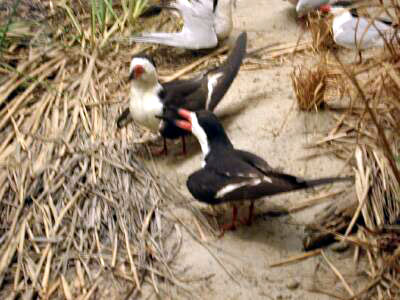 Skimmers