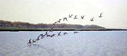 Skimmer flock