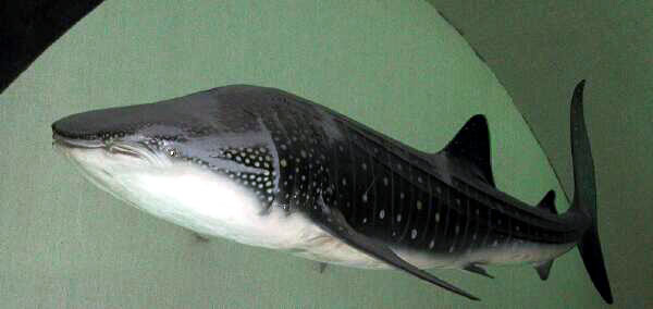 Whale shark
